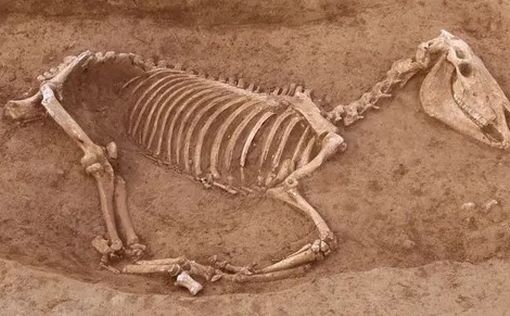 Археологи обнаружили более 100 скелетов лошадей времен Древнего Рима