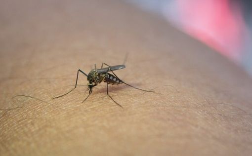 Какое самое опасное существо в мире - смертоносное и практически невидимое