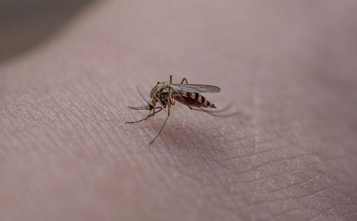 Ученые нашли способ сделать кровь человека смертельной для комаров