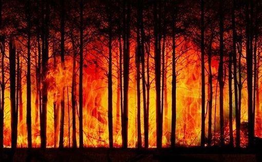 Пожар в лесу Эштаол: жители Неве-Шалом эвакуированы