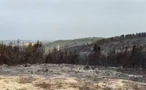 Пожар уничтожил 7 тыс дунамов леса